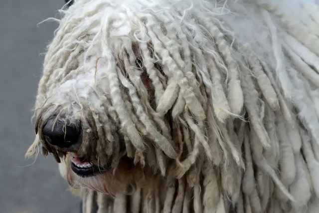 Dogs With Dreads: 8 Mop Dog Breeds (With Pictures & History)