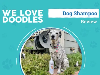 We Love Doodles Dog Shampoo Review 2026: An Expert's Breakdown