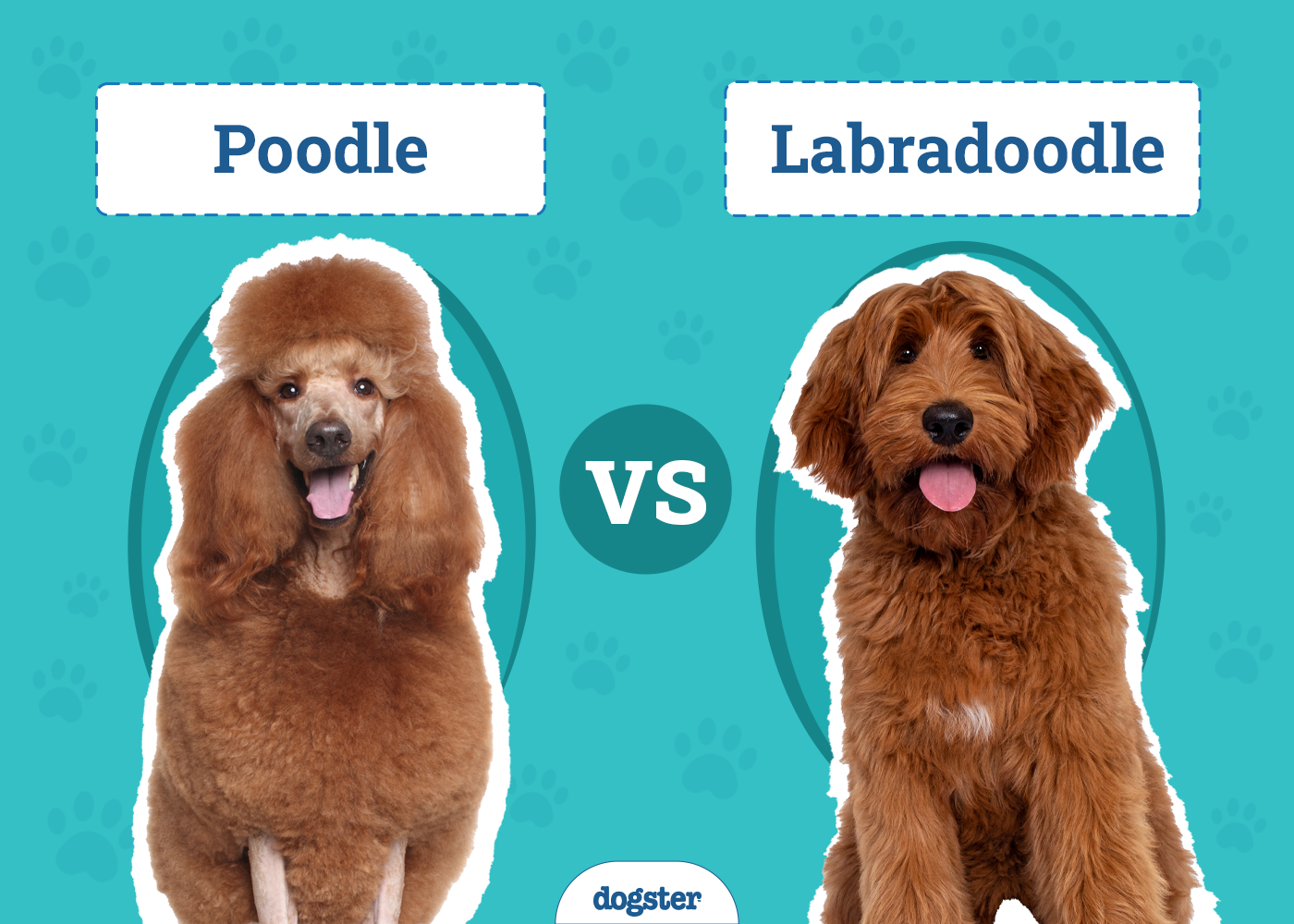 Poodle vs Labradoodle