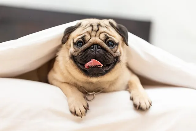 Pugs in the 1800s: Surprising Historical Facts