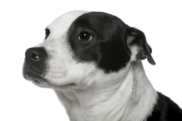 Border Collie Bull Staffy: Info, Pictures, Care Guide & More