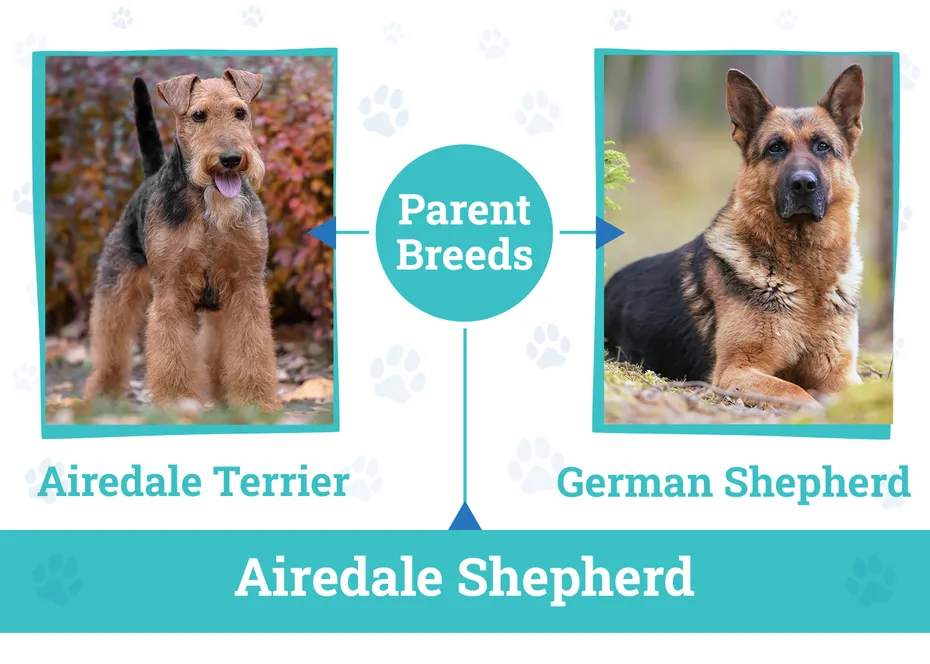 Parent Breeds of Airedale Shepherd