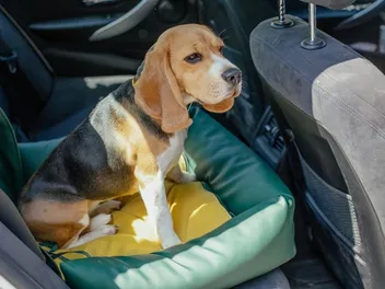 8 Best Dog Car Seats in 2026 - Reviews & Top Picks