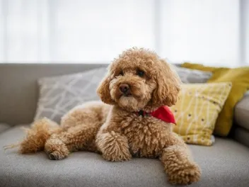 Red and Brown Poodles: Info, Pictures, Origin & History