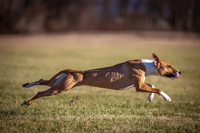 How Fast Do Whippets Run? Vet-Reviewed Facts & Comparison Chart