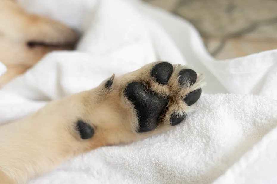 dog's paw pad