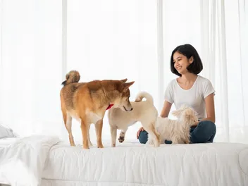 Why Does My Dog Go Crazy on My Bed? 5 Vet-Verified Reasons Explained