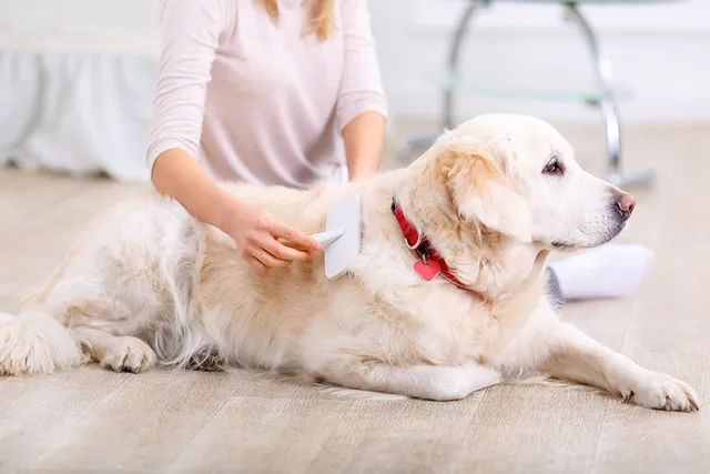 How to Get Rid of Dog Dandruff Fast: Vet-Verified Causes & Treatments