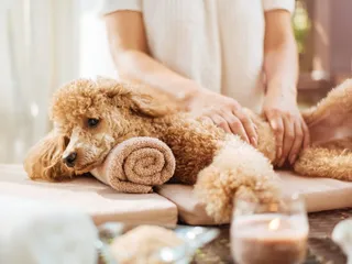 How to Give Your Dog a Spa Day at Home: 11 Vet-Verified Tips & Ideas