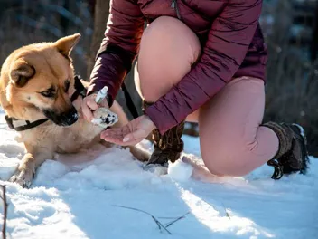 How to Get Snow Off a Dog’s Fur and Paws: 5 Vet-Verified Tips