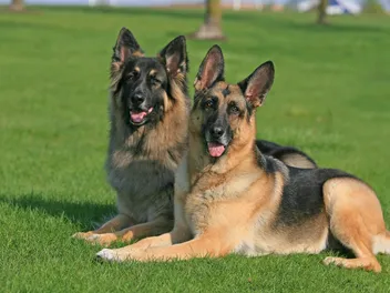 Can Two German Shepherds Live Together? Read Before Adopting