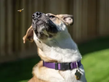 My Dog Got Stung by a Bee: Our Vet Explains What to Do