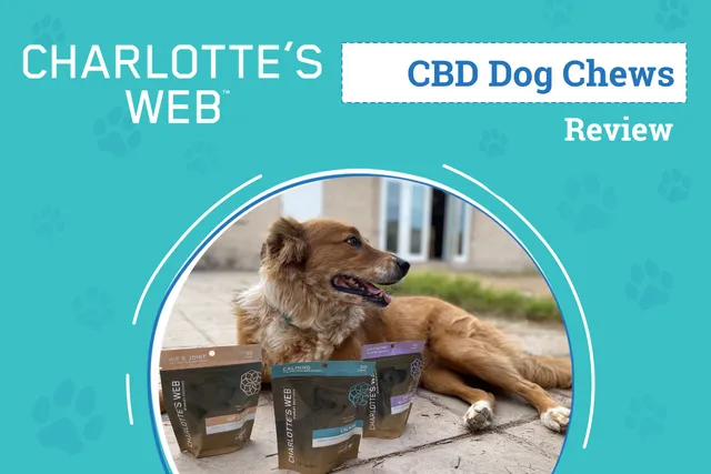 Charlotte’s Web CBD Pet Product Review 2026: An Expert's Breakdown