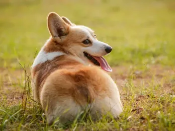 Do Corgis Have Tails? Vet-Verified Facts & Characteristics