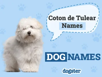 120 Popular Coton de Tulear Dog Names: Unique Ideas for Fluffy Pups