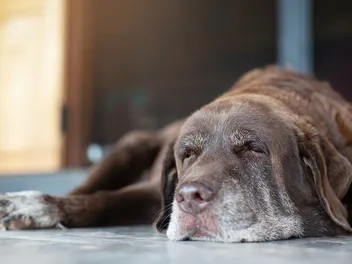 Do Dogs Understand If Another Dog Is Dying? Behavior Explanation & Vet-Reviewed Facts