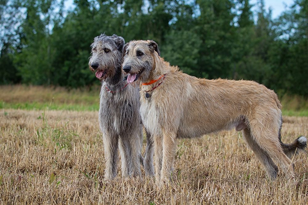 Two irish wolfhound dogs at the field