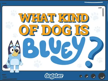 What Kind of Dog Is Bluey? Breed Facts & Info