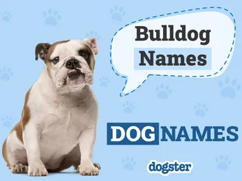 150+ Bulldog Names: Bold, Beautiful & Best Ideas for Your Bulldog