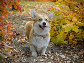 How Big Do Corgis Get? Average Weight & Growth Chart