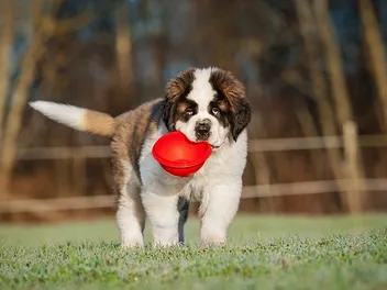 How to Train a St Bernard: 10 Vet-Approved Tips
