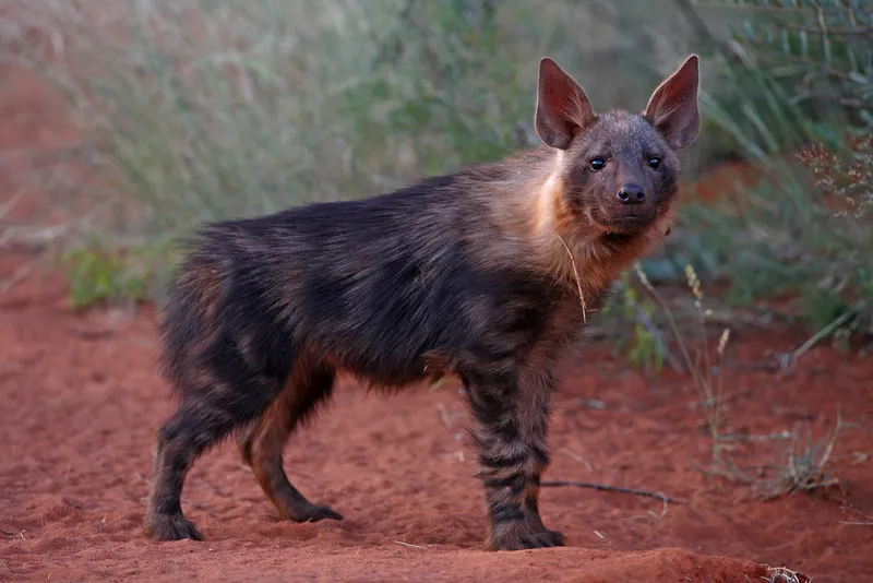 brown hyena in the wild