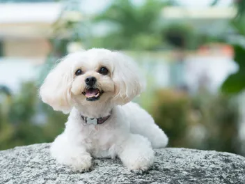 Shih-Poo (Shih Tzu & Poodle Mix): Info, Pictures, Care & More