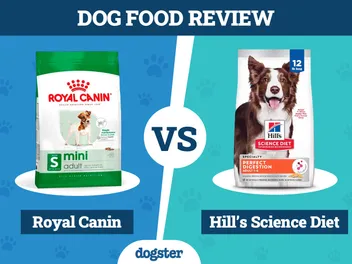 Royal Canin Dog Food vs Hill’s Science Diet: 2026 Comparison, Pros & Cons