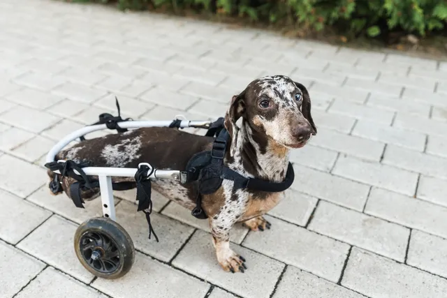 Intervertebral Disc Disease in Dogs: Signs, Causes & Diagnosis (Vet Answer)