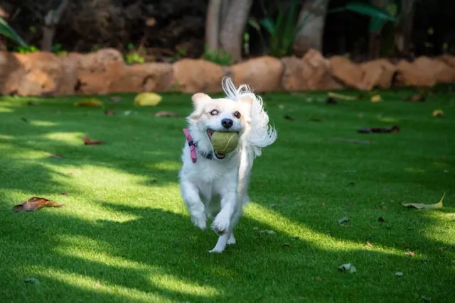 Scent Markers for Blind Dogs: How They Help Them “See”