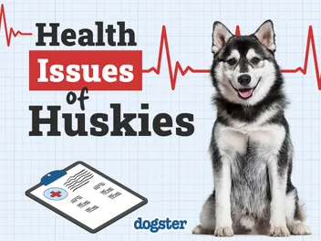 8 Common Husky Health Problems: Vet-Approved Things to Watch For
