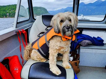 7 Safety Tips for Boating with Your Dog: Vet-Approved Advice