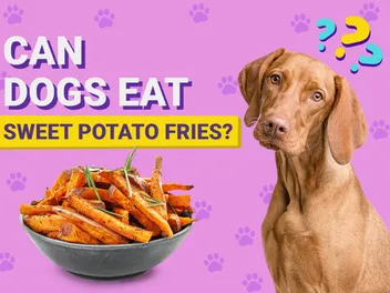 Can Dogs Eat Sweet Potato Fries? Vet-Verified Nutrition Facts & Better Options