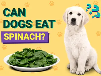 Can Dogs Eat Spinach? Vet-Reviewed Facts & FAQ