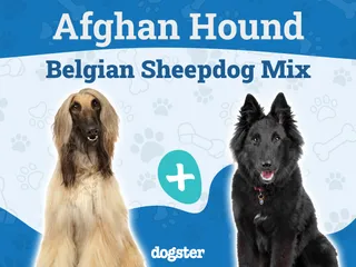 Afghan Sheepdog Breed: Info, Pictures, Care Guide & More