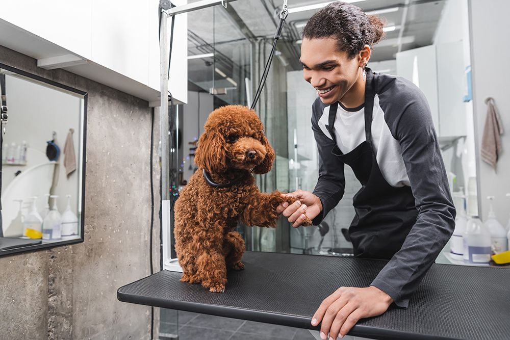 brown poodle dog shaking paw with the groomer
