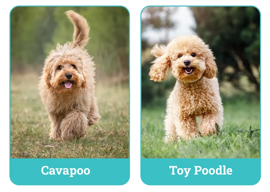 Cavapoo vs Toy Poodle