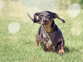 Can Dachshunds Run Fast? Average Speed & Breed Comparison