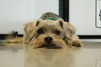dog rescue sad pixabay