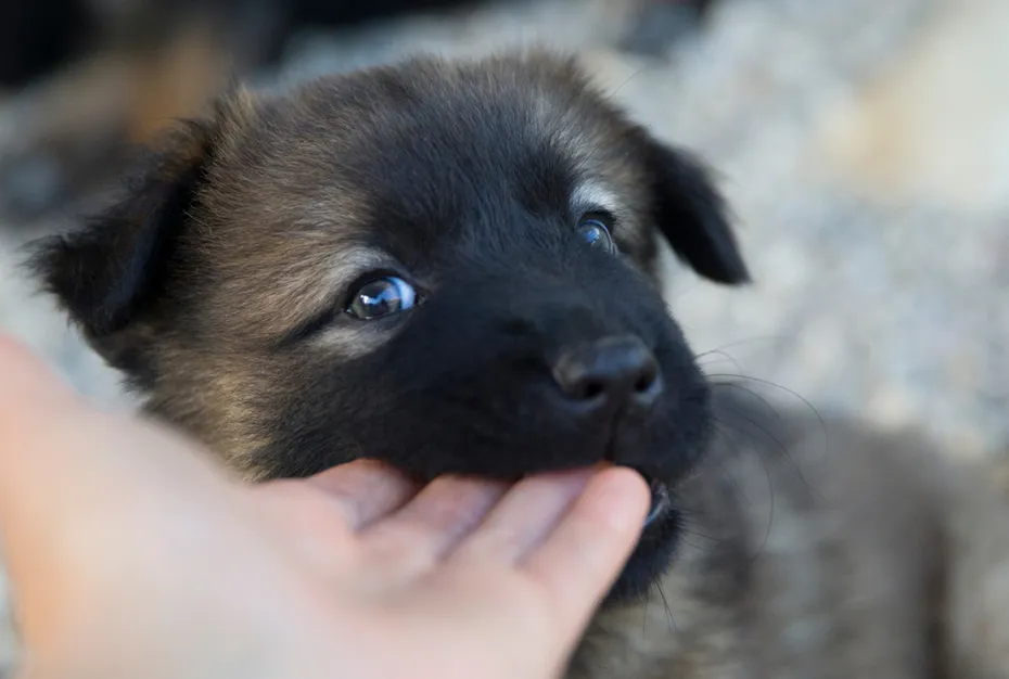 Sweet rescue dog puppy nibble my hand