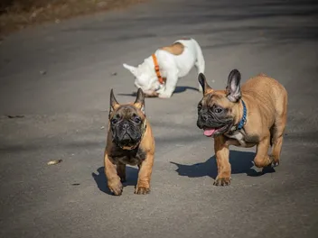 9 Vet-Verified Common French Bulldog Colors (With Pictures)