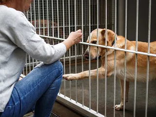 How to Help Dogs in Shelters & Rescues: 13 Vet-Approved Volunteering Ideas
