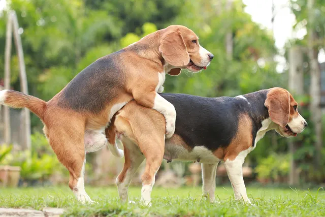 Do Female Dogs Have Orgasms? Vet-Verified Dog Physiology