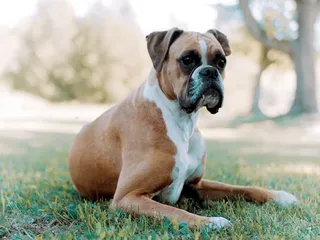 Astrology Alert: What Are Sagittarians Like as Dog Lovers?