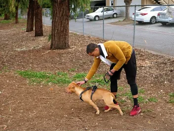 How to Raise a Well-Behaved Pit Bull: 9 Vet-Reviewed Tips & Tricks