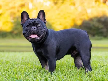 Black French Bulldog: Info, Pictures, Origin & History