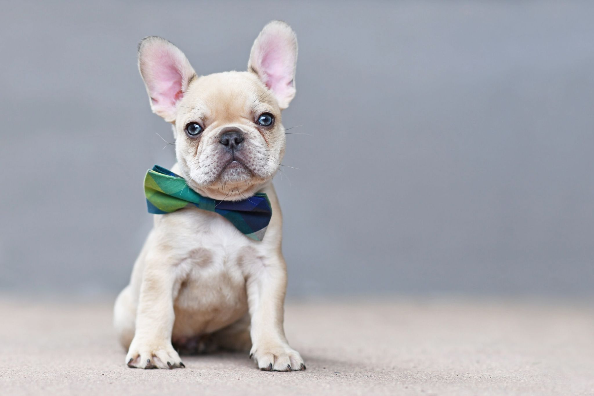 Platinum French Bulldog: Info, Pictures, Origin & History