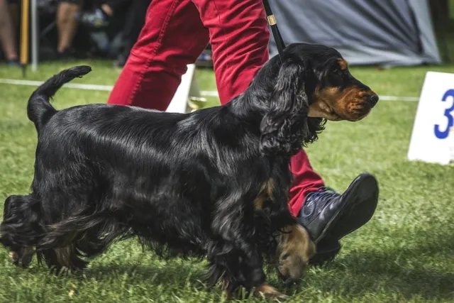 14 Fascinating & Fun Facts About Dog Shows You'll Love to Learn
