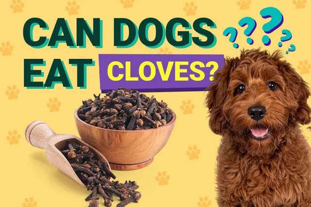 Can Dogs Eat Cloves? Vet-Reviewed Health & Nutrition Facts