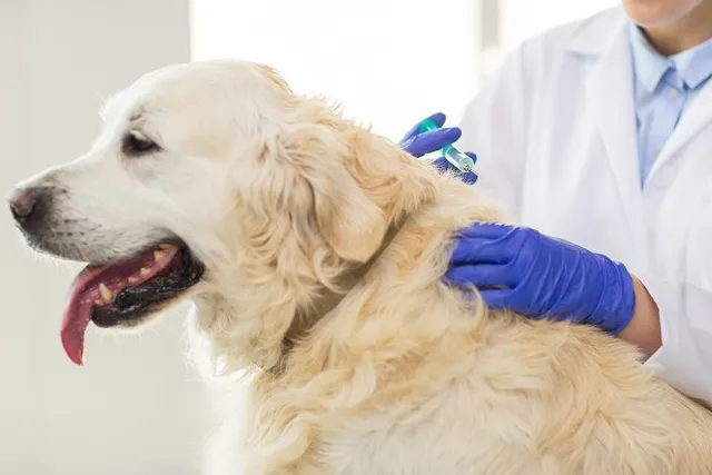 10 Vet-Verified Common Infectious Diseases in Dogs